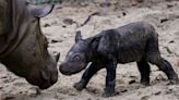 Sumatran rhino birth offers glimmer of hope for species almost hunted to extinction