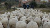 El Campus de Huesca lidera un proyecto internacional sobre el pastoreo en Pirineo y las afecciones al cambio climático