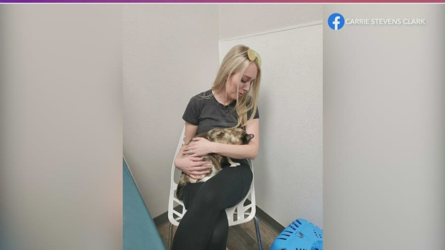 Utah couple accidentally ships pet cat to California in Amazon return package