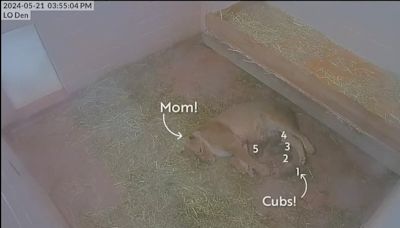 Zoo welcomes 5 new African lion cubs to its animal family
