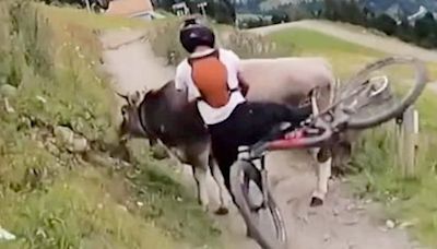 Moove! Hilarious moment cyclist crashes into a cow