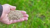 12 Must-Know Ryegrass Seeding Tips to Boost Your Winter Lawn