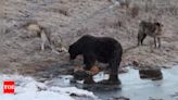 After death of 19-year-old hiker, Romania to kill nearly 500 bears - Times of India