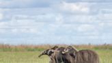 Después de 130 años, filmaron en Brasil una especie de oso hormiguero gigante que se creía extinta