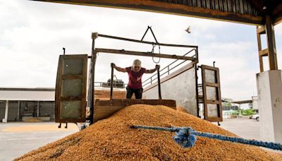 Productores de alimentos balanceados, de aves y cerdos denuncian alza ‘especulativa’ de precios del maíz