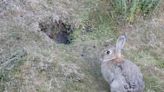 Preocupación por erradicación de conejos silvestres - Diario El Sureño
