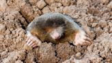 Citizens' help needed: Hedgehog and mole census campaign - Science