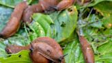 How to make cheap homemade spray that ‘instantly’ repels slugs and snails forever