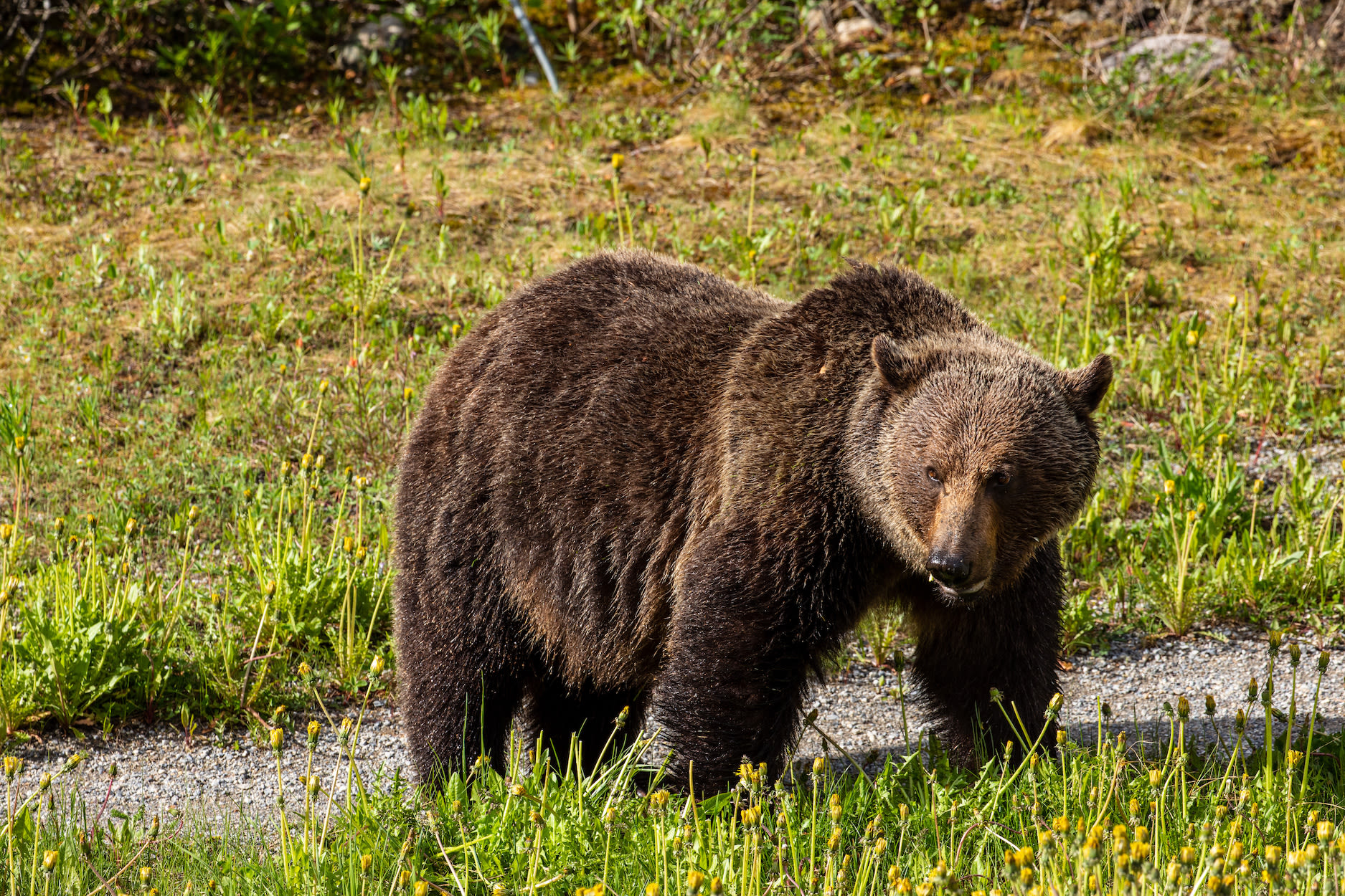 Alberta Brings Back Grizzly Hunting, But Only for 'Problem' Bears