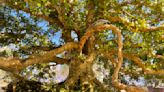 Irene Taylor’s ‘Trees and Other Entanglements’ Explores Our Personal Connection to Nature in New Trailer From HBO Documentary Films...