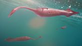 Mystery of prehistoric, alien-like tully monster deepens once more