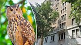 Here’s what NYC building owners can do to prevent fatal bird collisions after the death of Flaco