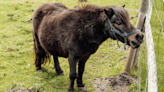 Mini-Horse Has Adorable Freak Out at Larger Horse Trying to Mess With Him