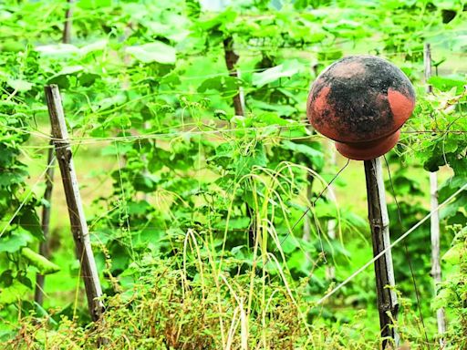 Farmer groups demanding law on MSP guarantee defer 'Dilli Chalo' call - The Economic Times