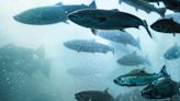 Colapso dos peixes migratórios ameaça alimentação de milhões de pessoas, conclui relatório