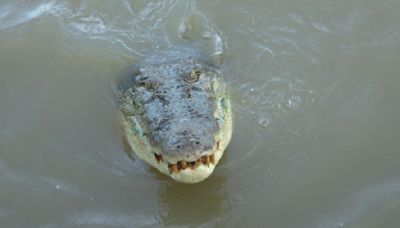 Australien: Krokodil nach tödlichem Angriff auf Kind getötet