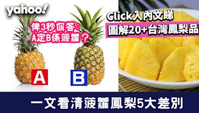 菠蘿鳳梨有分別！一文看清5大差別/20+台灣鳳梨品種一圖睇清