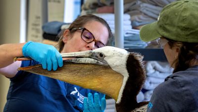 California pelicans are starving; experts think food too deep, distant for birds to find