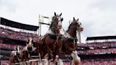 Iconic Budweiser Clydesdales will no longer have their tails shortened