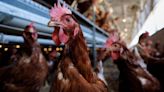 After gun rights groups, poultry is the next most Republican-leaning industry in the US