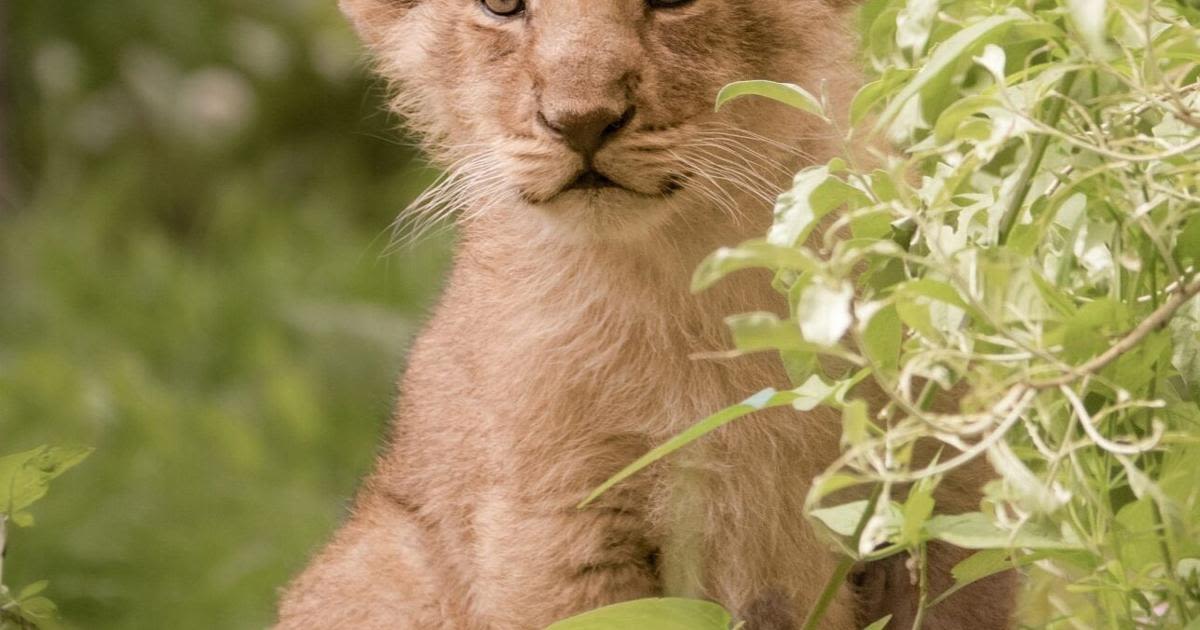 Lion cubs receive their first health check at London Zoo