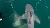 Viral video shows multiple sharks steal catch, then attack fishing boat motor in Florida