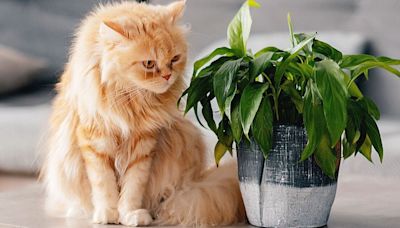 'Most dangerous' houseplants you might have in your home