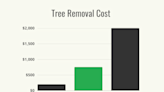 How Much Does It Cost to Remove a Tree?