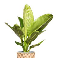 Houseplants are indoor plants that are grown for decorative purposes and to improve indoor air quality. They come in various sizes, shapes, and types, from small succulents to large fiddle leaf figs. Common houseplants include pothos, snake plants, and peace lilies.