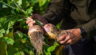 Lidl to open pick your own turnip patch for a traditional Scottish Halloween - here’s where and when to visit | Scotsman Food and Drink