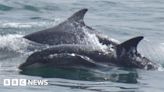 Baby dolphin spotted among pods off Flamborough and Filey