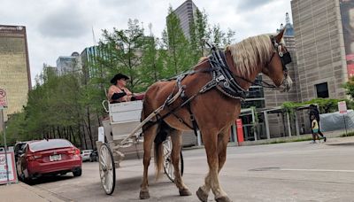 This just in from 1925: Dallas looks to ban horse-drawn carriages on city streets