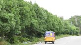 4,602 Conocarpus trees to be felled citing health hazards in Kakinada smart city