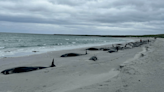 More than 70 whales wash up on Scots beach in 'biggest mass stranding in years'