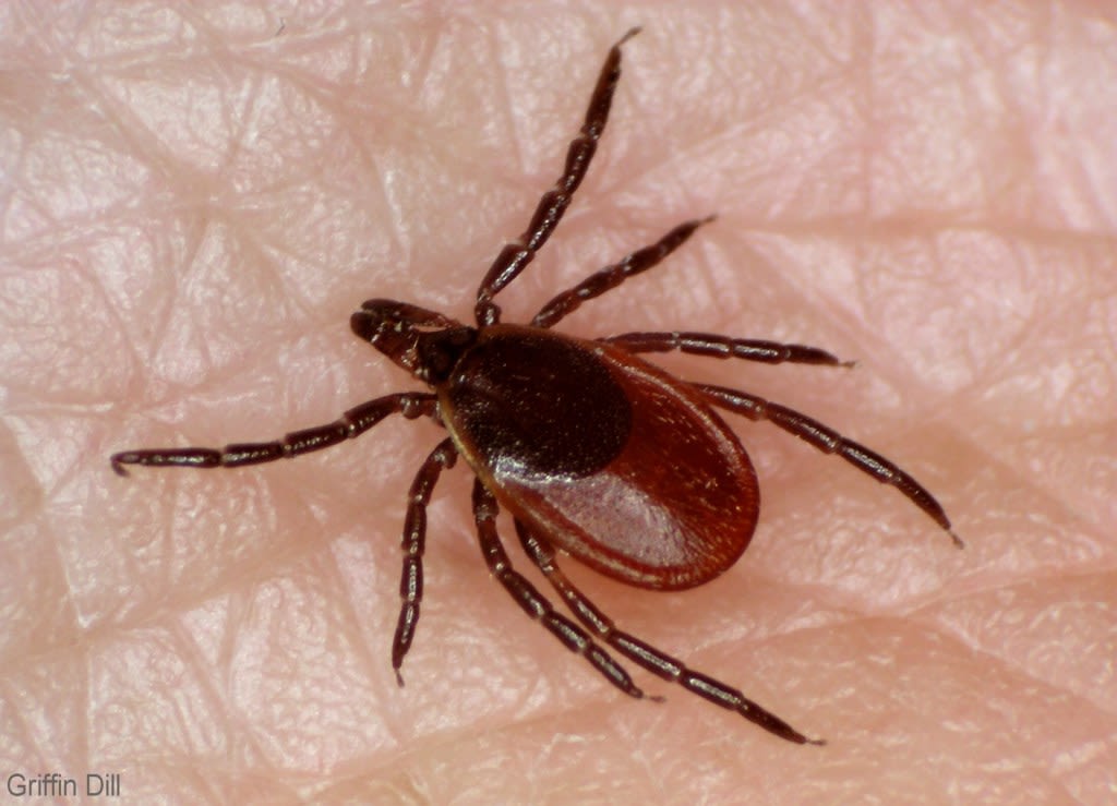 Researchers launching tick study after record year for Lyme disease