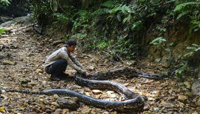 Hallan el cuerpo de una mujer en el estómago de una pitón en Indonesia