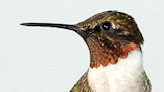 Florida hummingbird season? There is one, and it’s about to happen