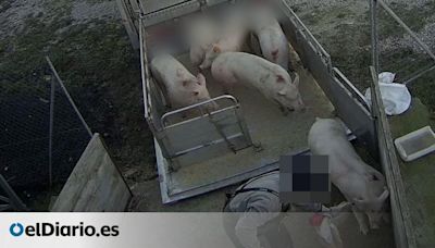 El juzgado admite la denuncia por un supuesto delito de maltrato animal contra una granja de cerdos de Burgos