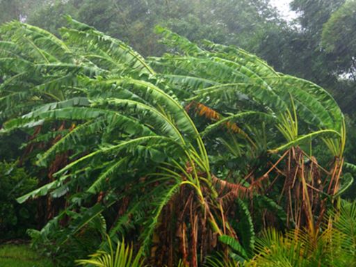 Ernesto : la tempête tropicale touche de plein fouet la Guadeloupe