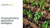 Campiña Verde Ecosol: Un Referente en Calidad y Sostenibilidad en el Sector Agroalimentario