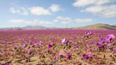 La Nación / Cambio climático podría ser responsable de que florezca el desierto más árido del mundo