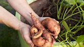 10 Best Sweet Potato Companion Plants for Larger Harvests