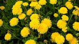 Gardeners share only method to rid lawns of dandelions properly - no chemicals