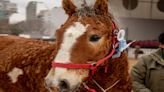 Curly Horse, los caballos con rulos en peligro de extinción que debutan en la Exposición Rural de Palermo