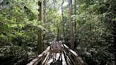 Congaree National Park in SC might ban dogs on popular boardwalk trail? Here’s what to know