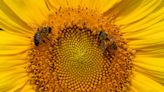 Honeybees return to pollinate West Michigan crops