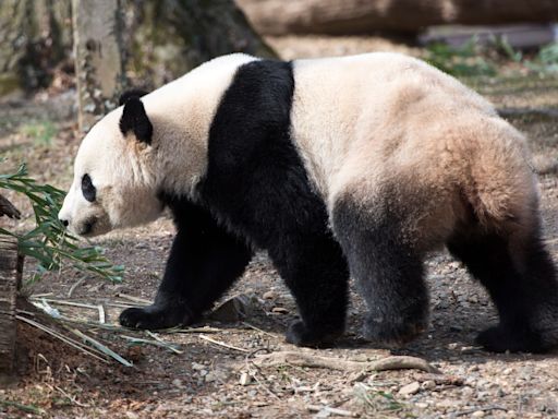 More pandas are coming to the US. This time to San Francisco, the first time since 1985