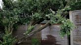 Ealing dad 'fears for his children's safety' as 'dangerous' tree threatens to collapse in garden