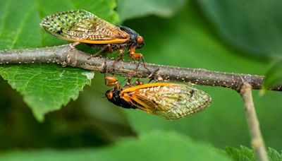 The cicadas are coming: Check out a 2024 map of where the two broods will emerge