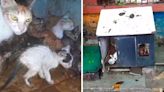 ...: Over 150 Cats Disappear From Shelter Home, Animal Lover Blames TMC Worker For Destroying Makeshift Facility; Heart...